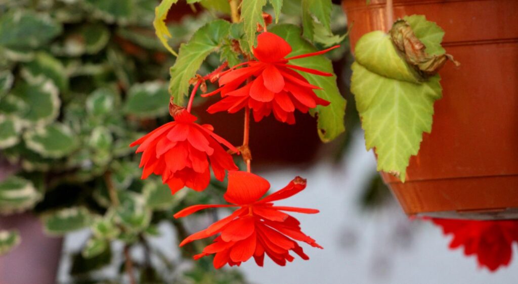 bégonias retombants