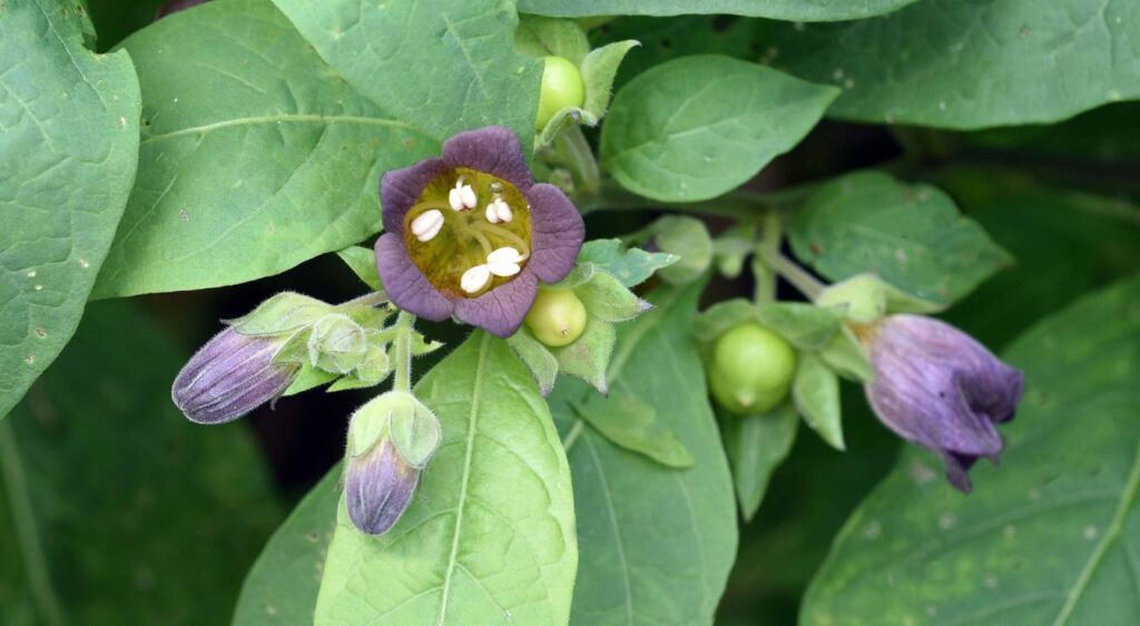 belladonna atropa