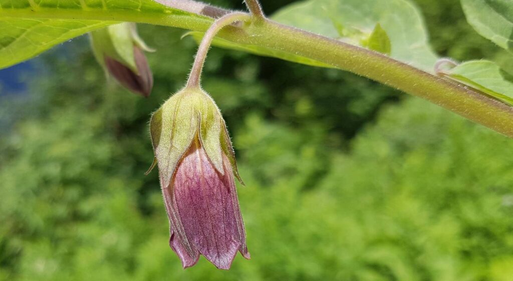Atropa belladonna