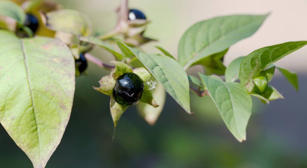 belladonna atropa