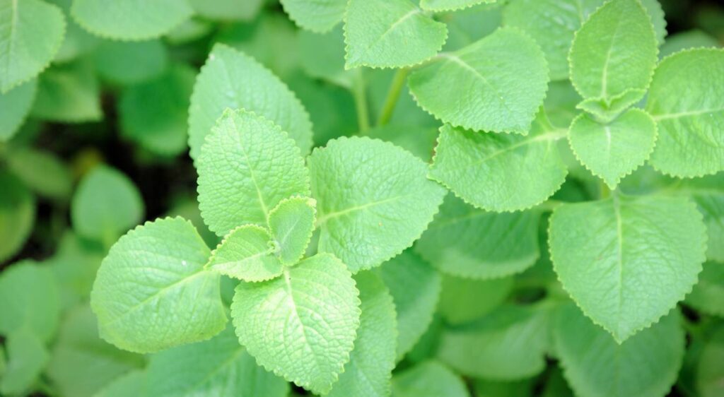 bourrache officinale