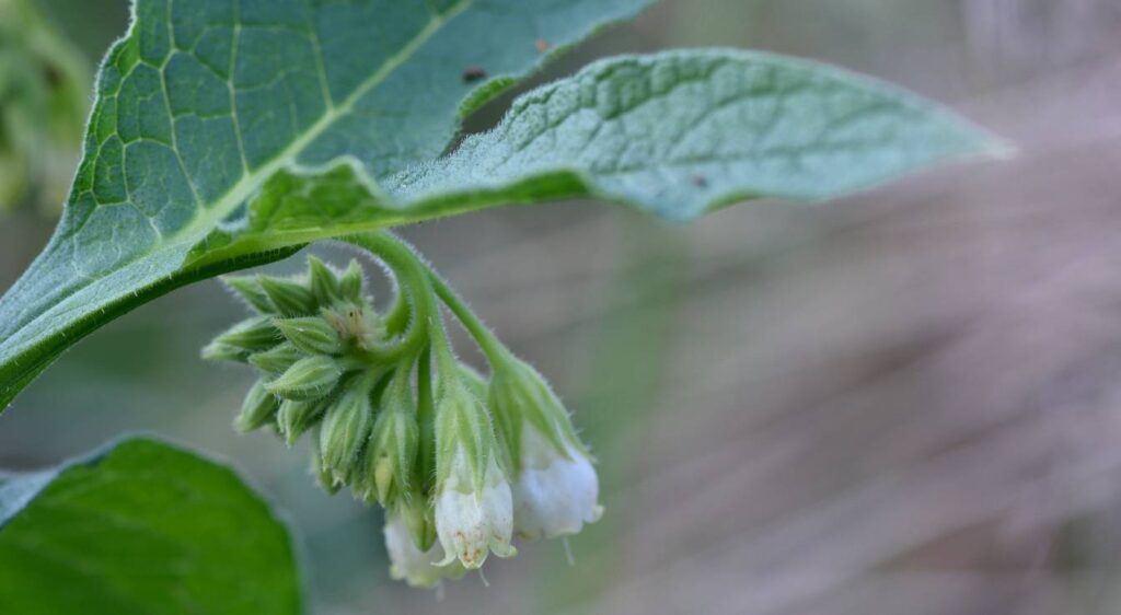 bourrache officinale