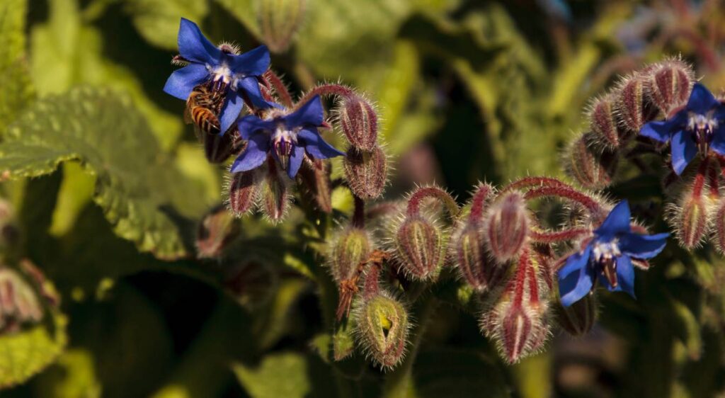 bourrache officinale