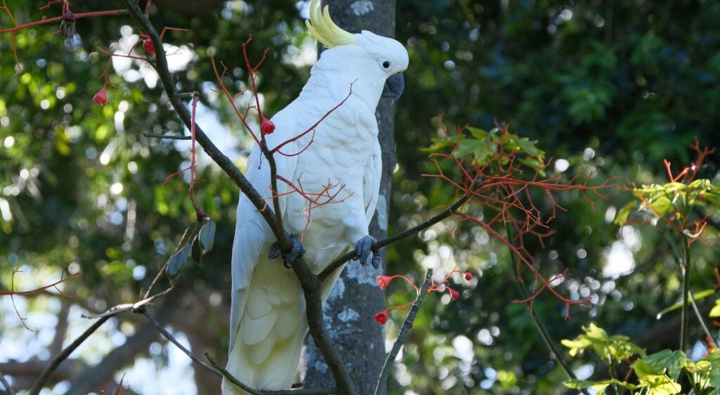 cacatoès à huppe jaune
