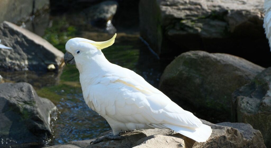 cacatoès à huppe jaune