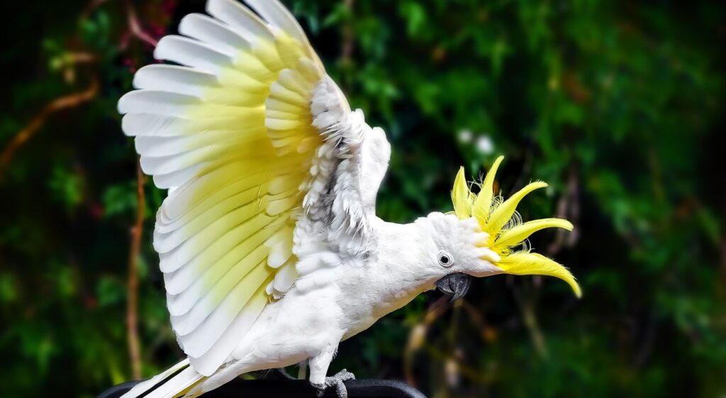cacatoès à huppe jaune