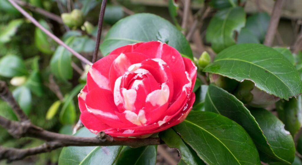 camellia japonica blanc