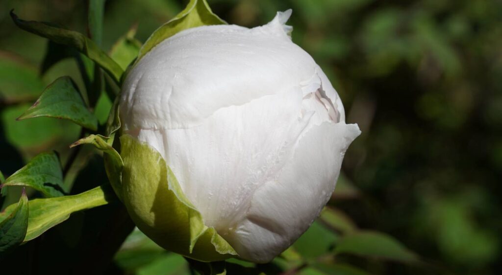 camellia japonica blanc