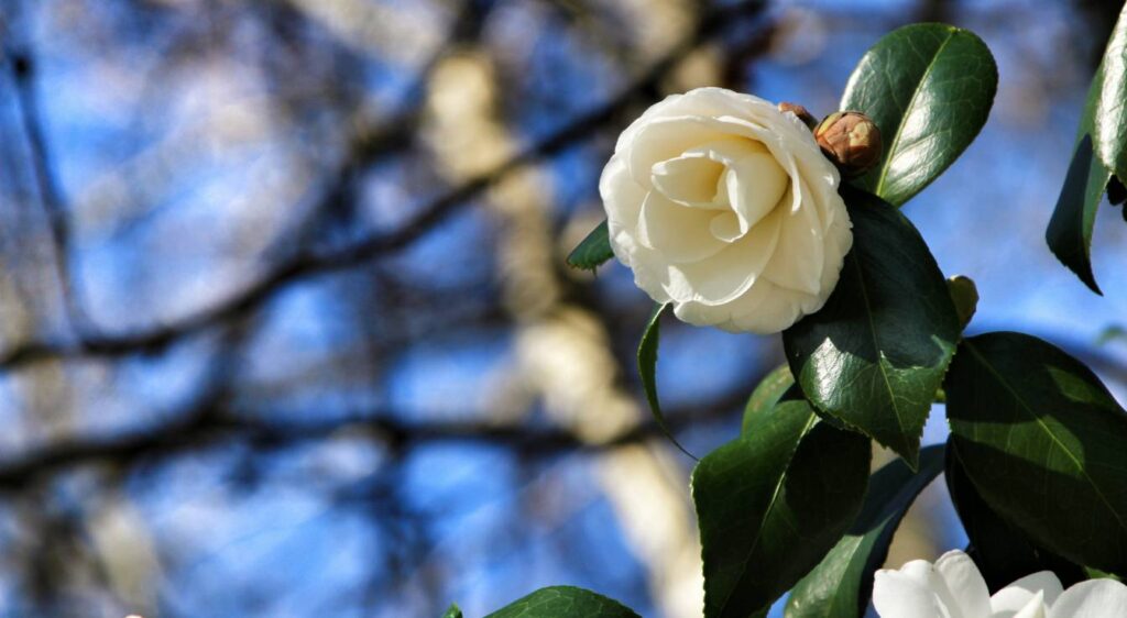 camellia japonica blanc