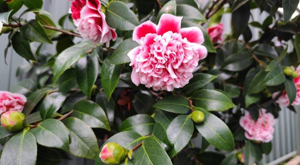 camellia japonica rose