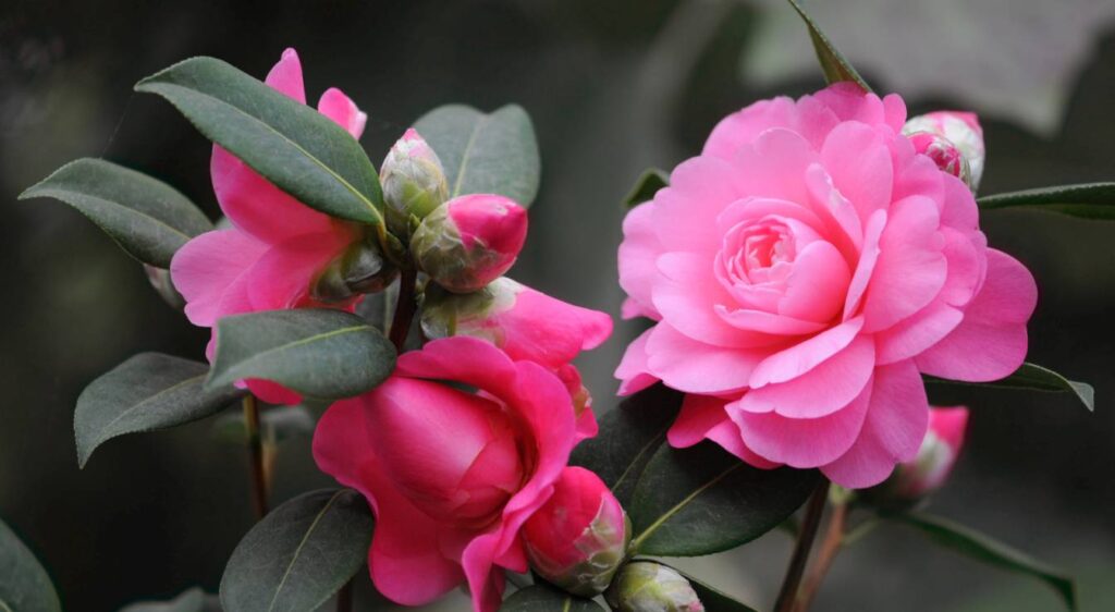 camellia japonica rose