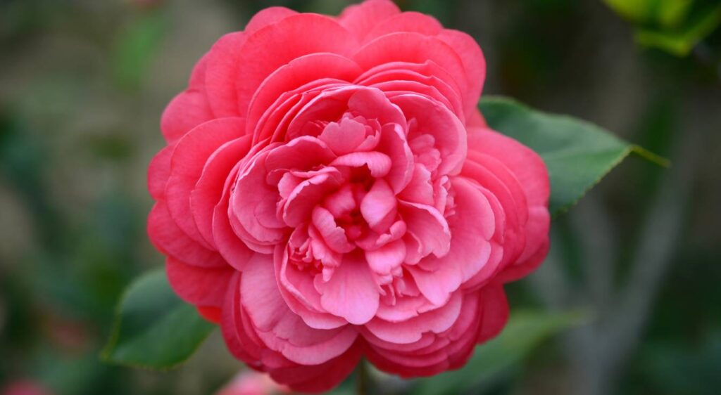 camellia japonica rose