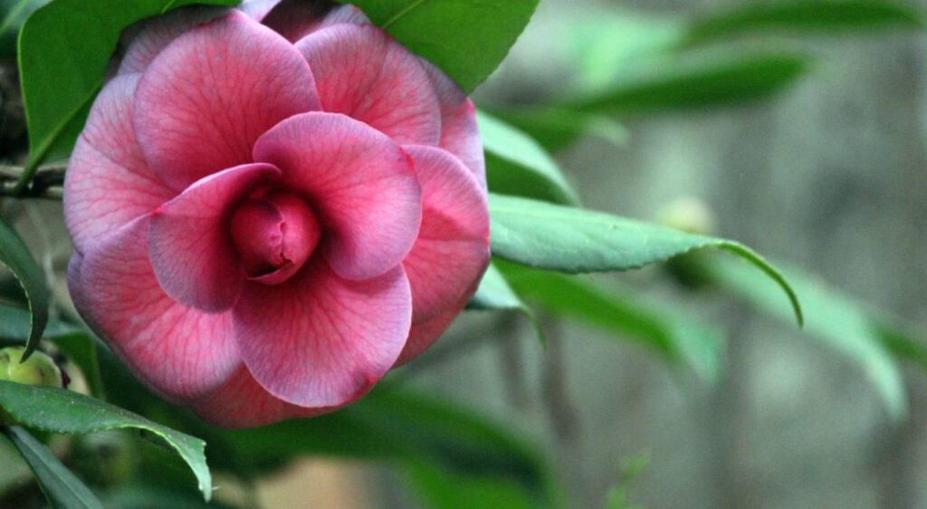 camellia japonica rouge