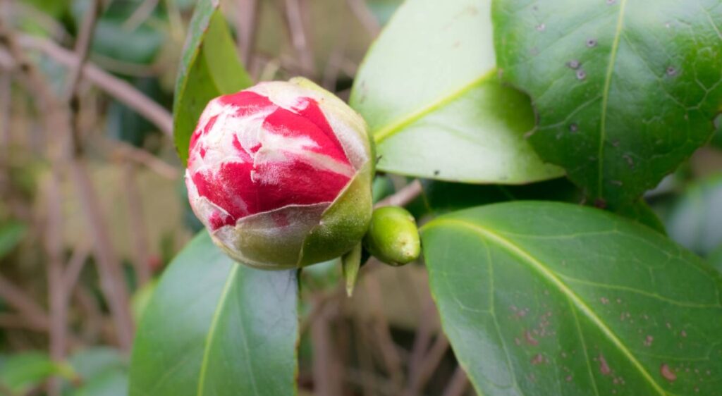 camellia japonica rouge