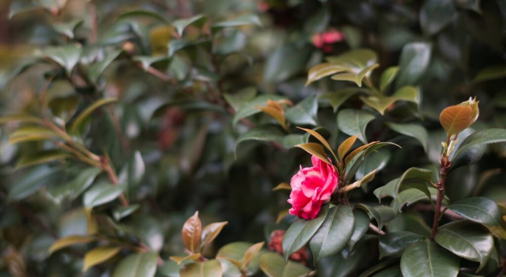 camellia japonica rouge