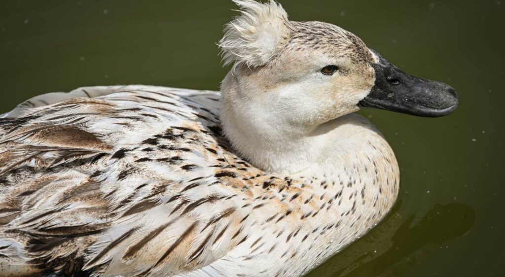 canard huppé