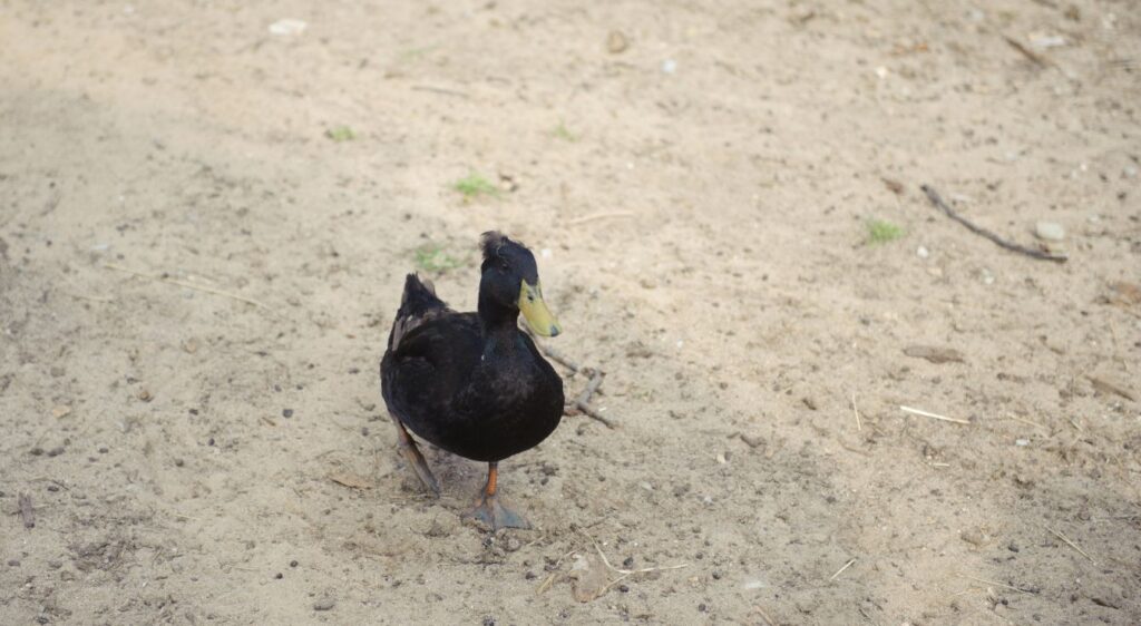 canard noir