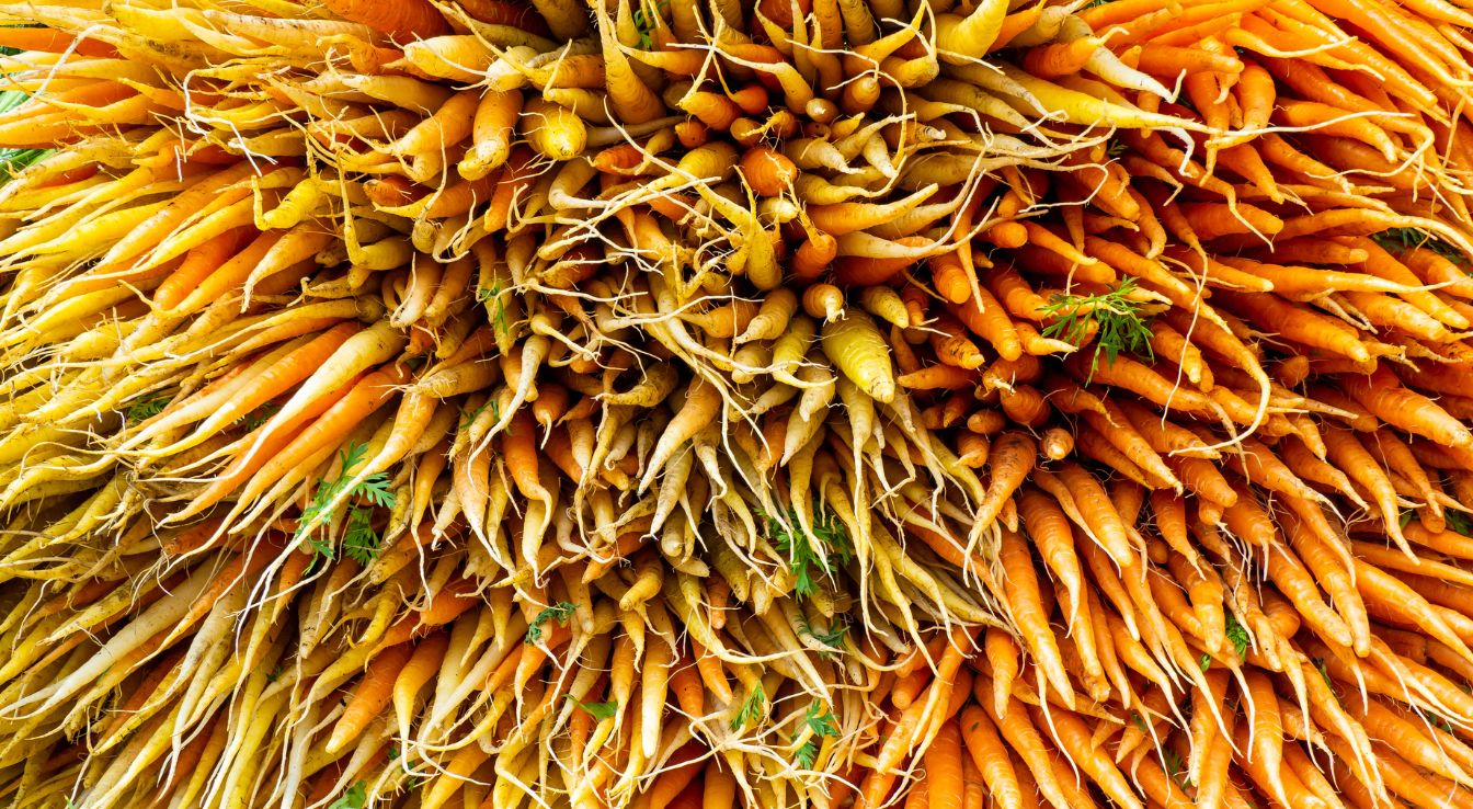 carotte jaune