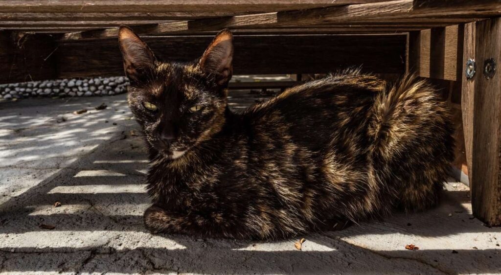 chat écaille de tortue