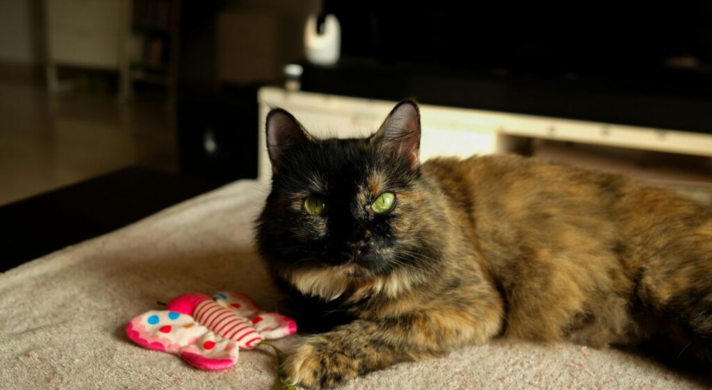 chat écaille de tortue