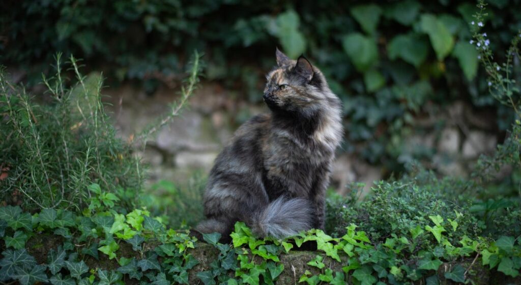chat écaille de tortue