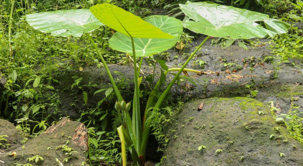 colocasia gigantea