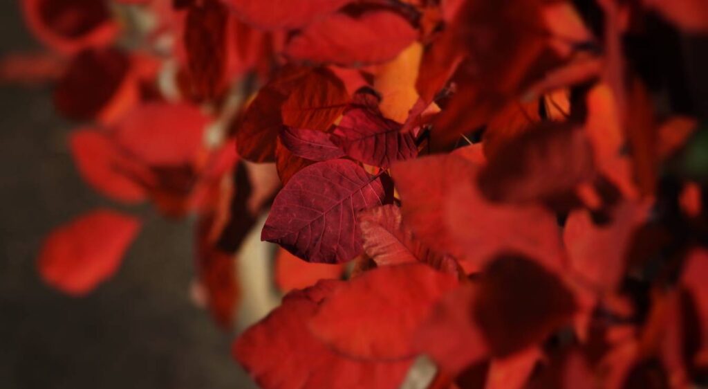 cotinus royal purple
