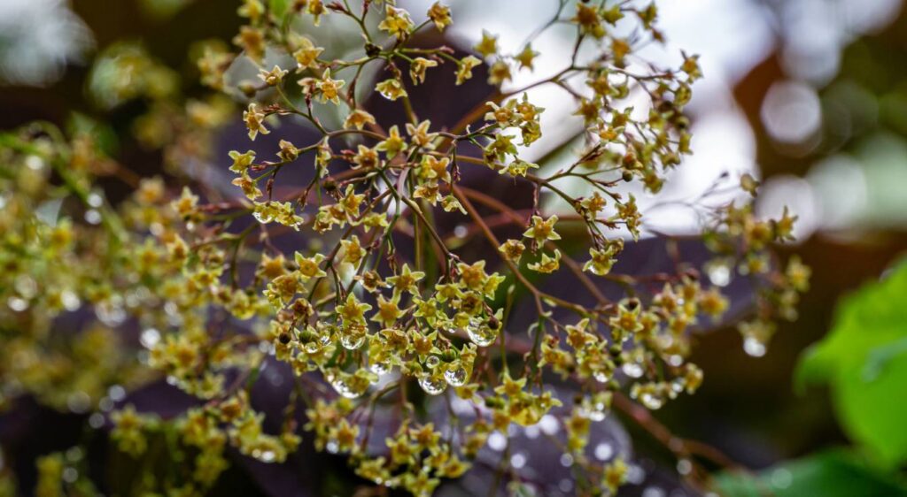 cotinus royal purple