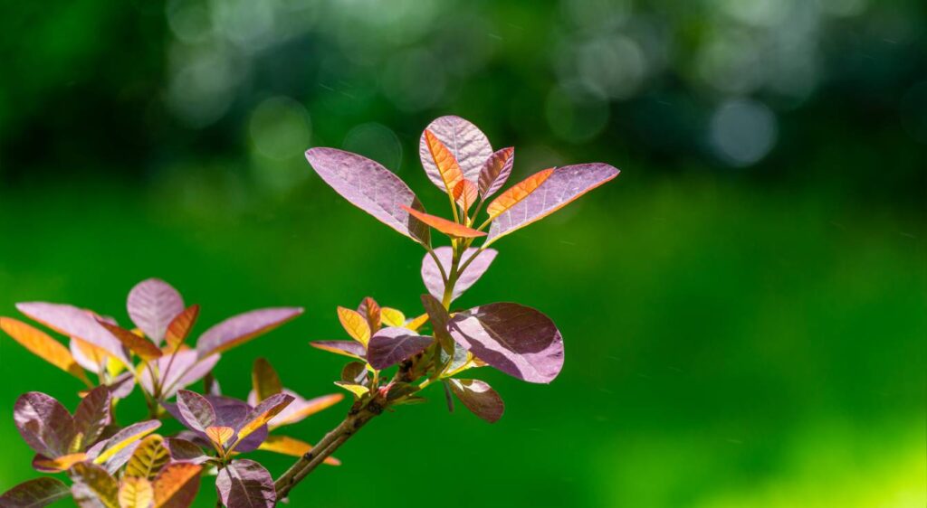 cotinus royal purple