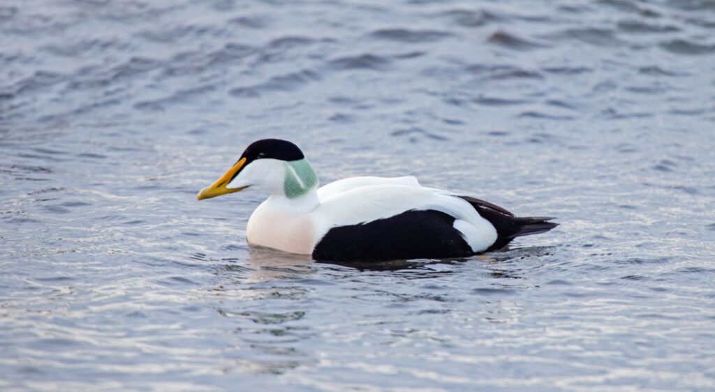 eider à duvet
