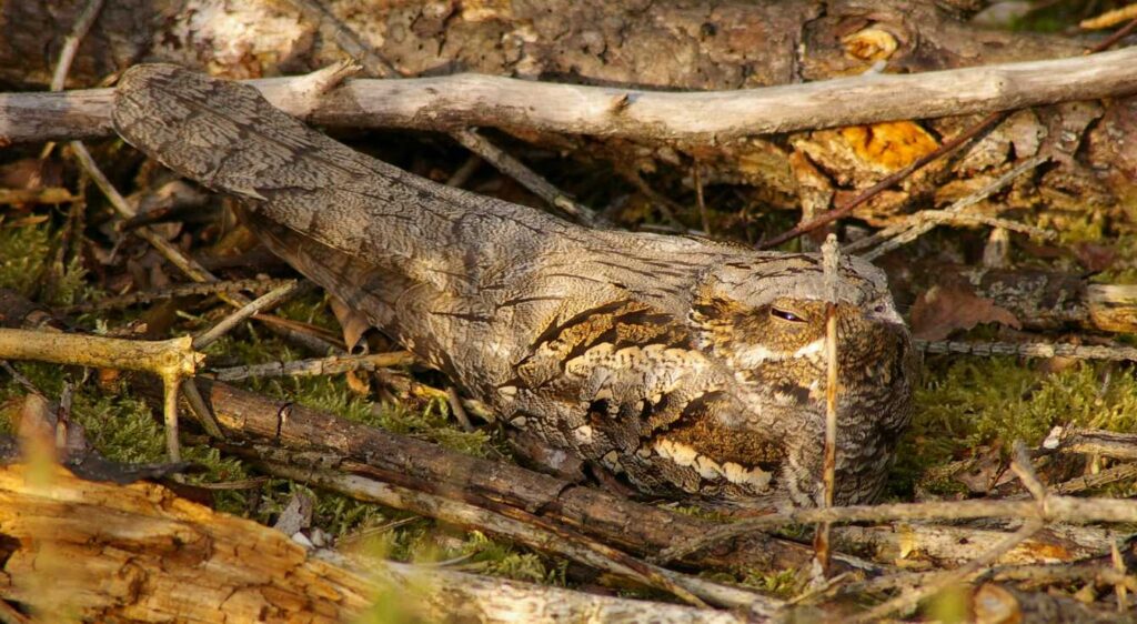 engoulevent oreillard