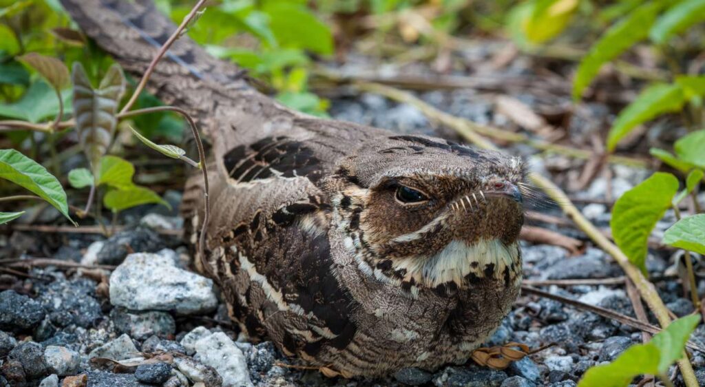 engoulevent oreillard