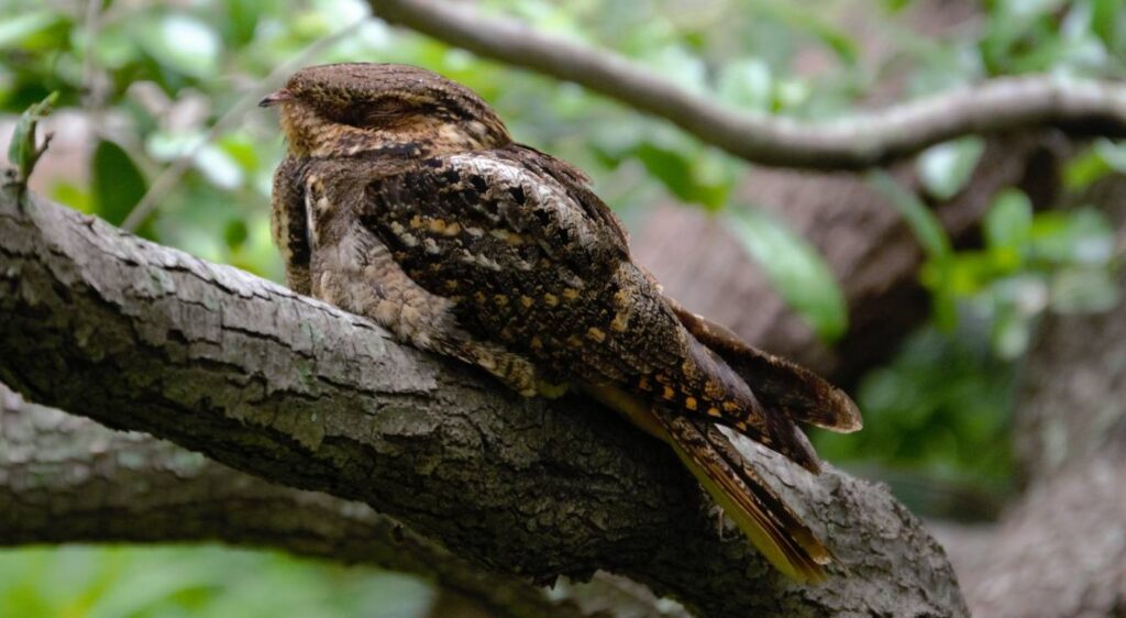 engoulevent oreillard