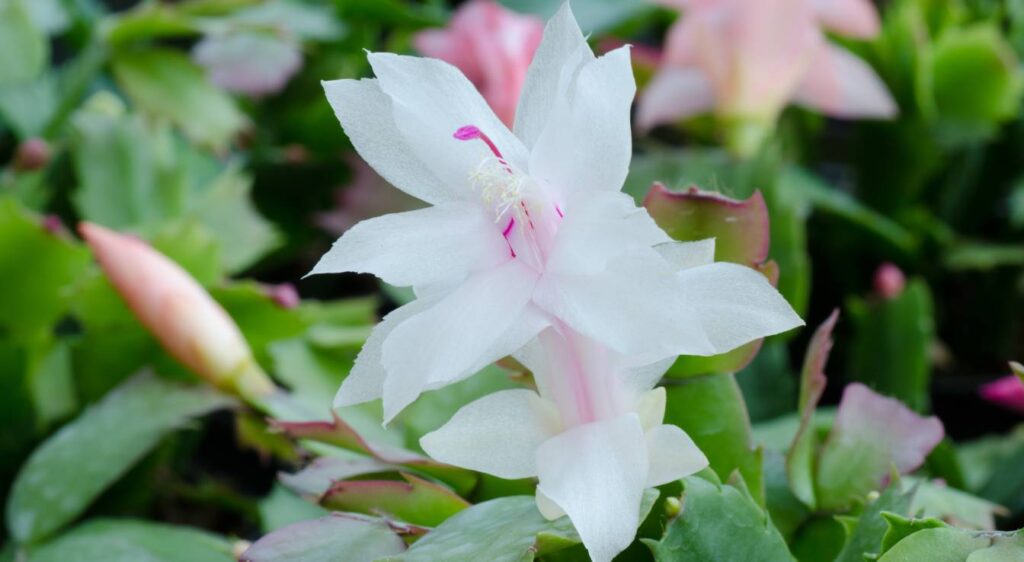 entretien du cactus de Noël