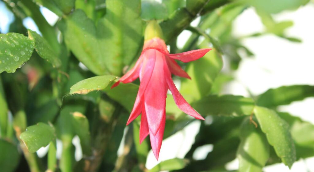 entretien du cactus de Noël