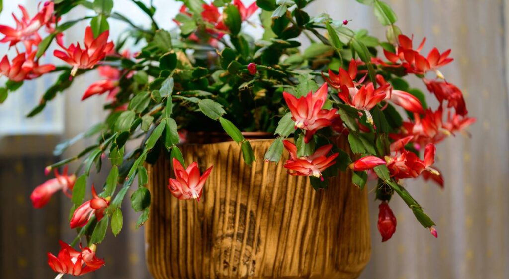 entretien du cactus de Noël