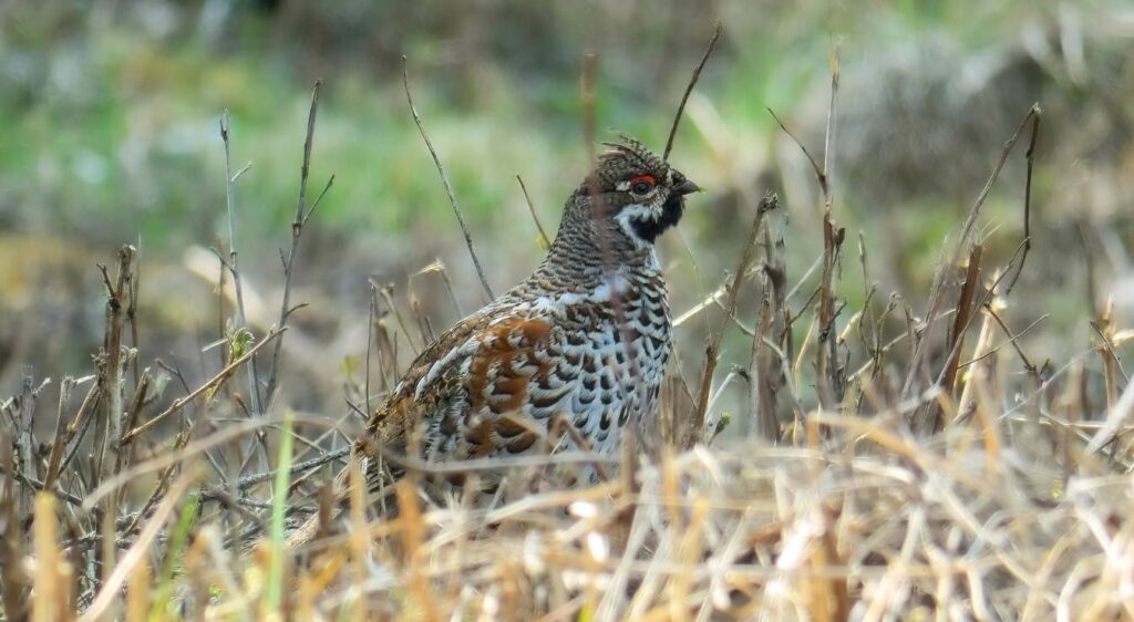gélinotte des bois