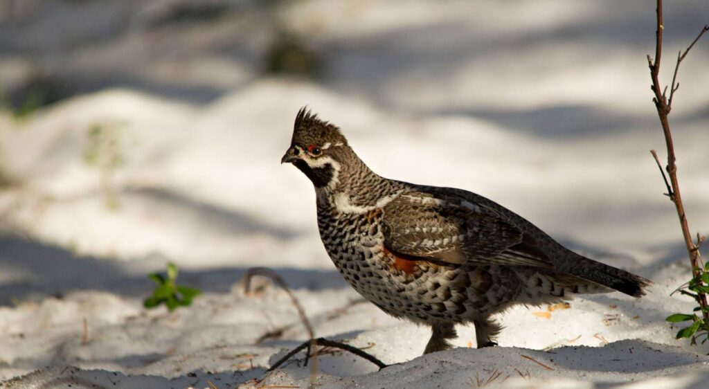 gélinotte des bois