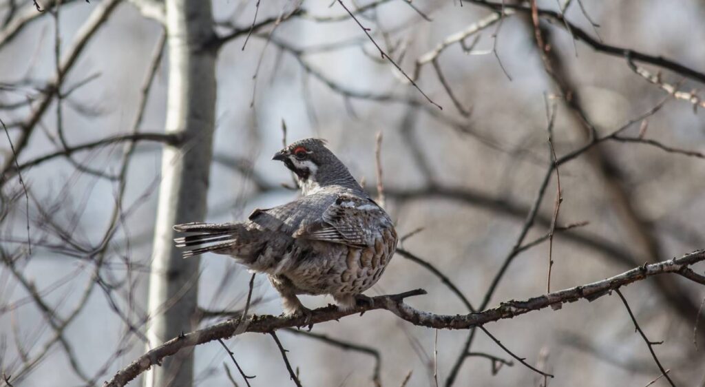 gélinotte des bois