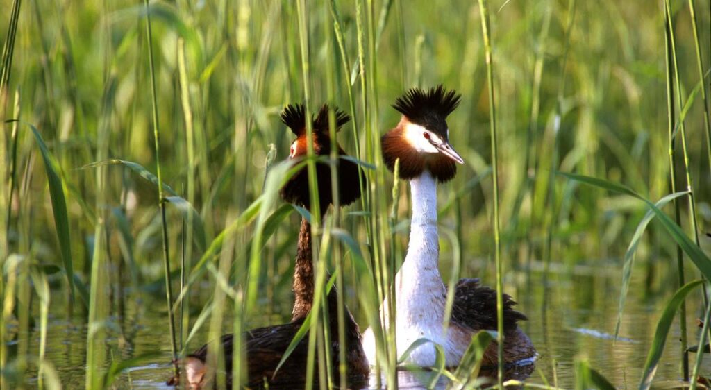 grèbe huppé