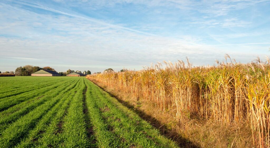 herbe à éléphants