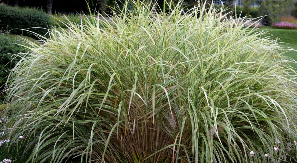 herbes à éléphant