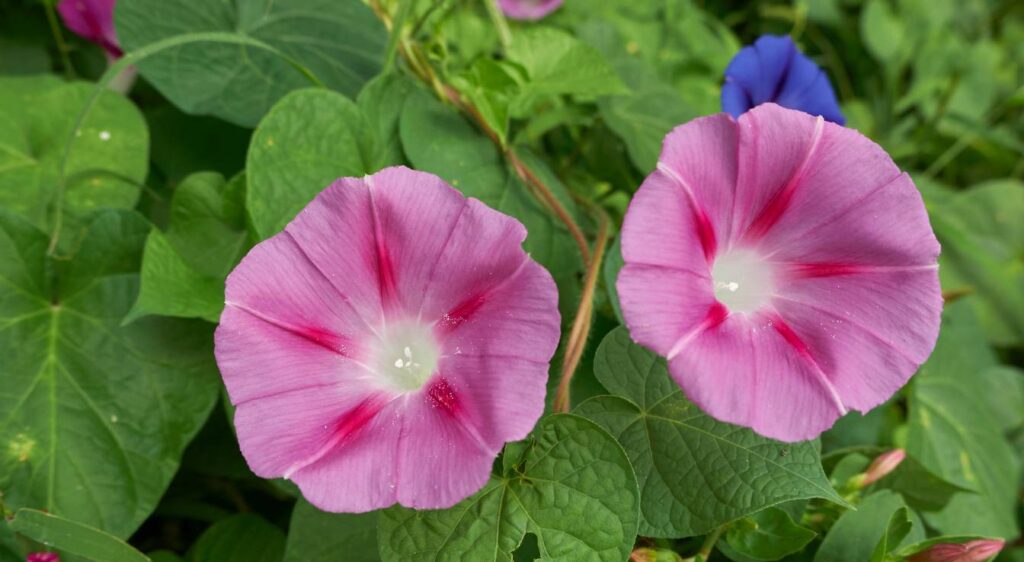 ipomoea purpurea