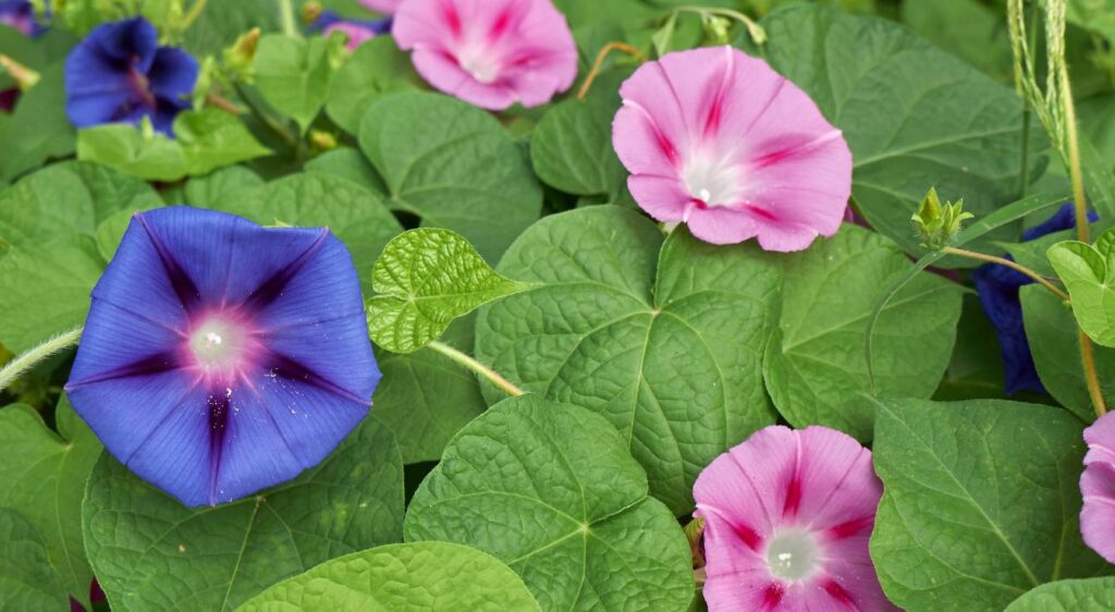 ipomoea purpureav
