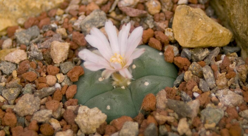 lophophora williamsii cactus