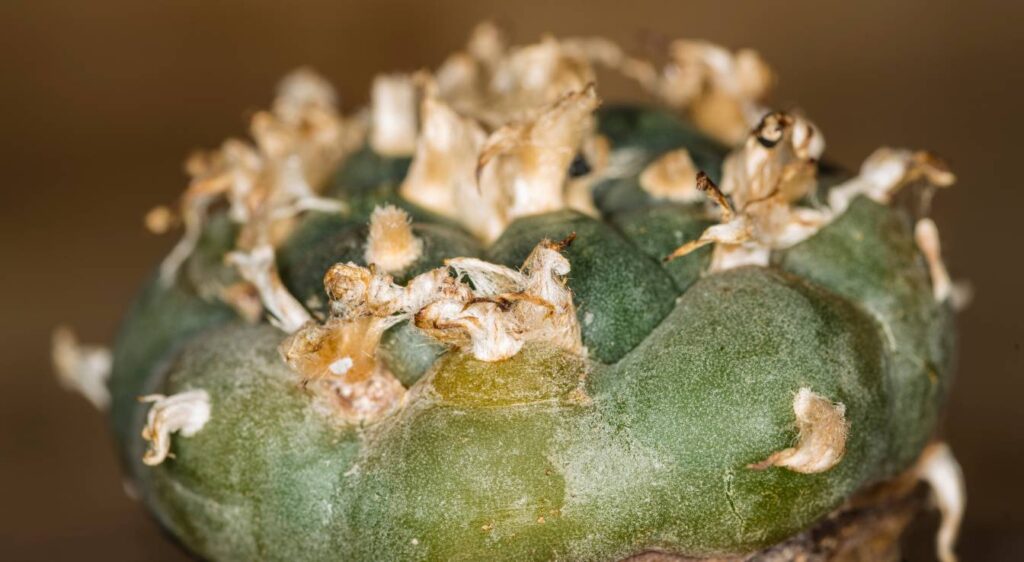 lophophora williamsii plant