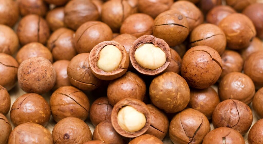 macadamia