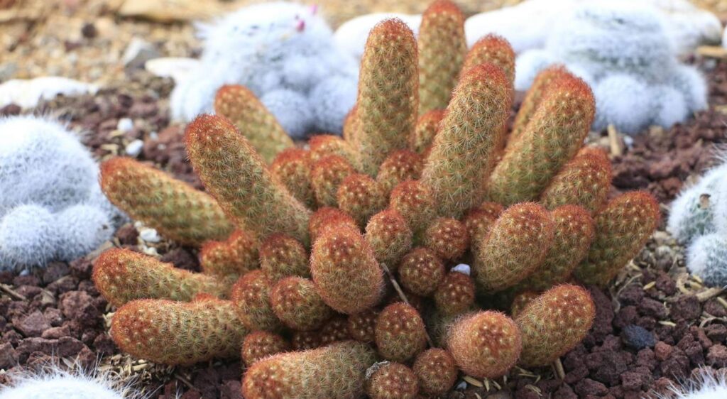 mammillaria elongata