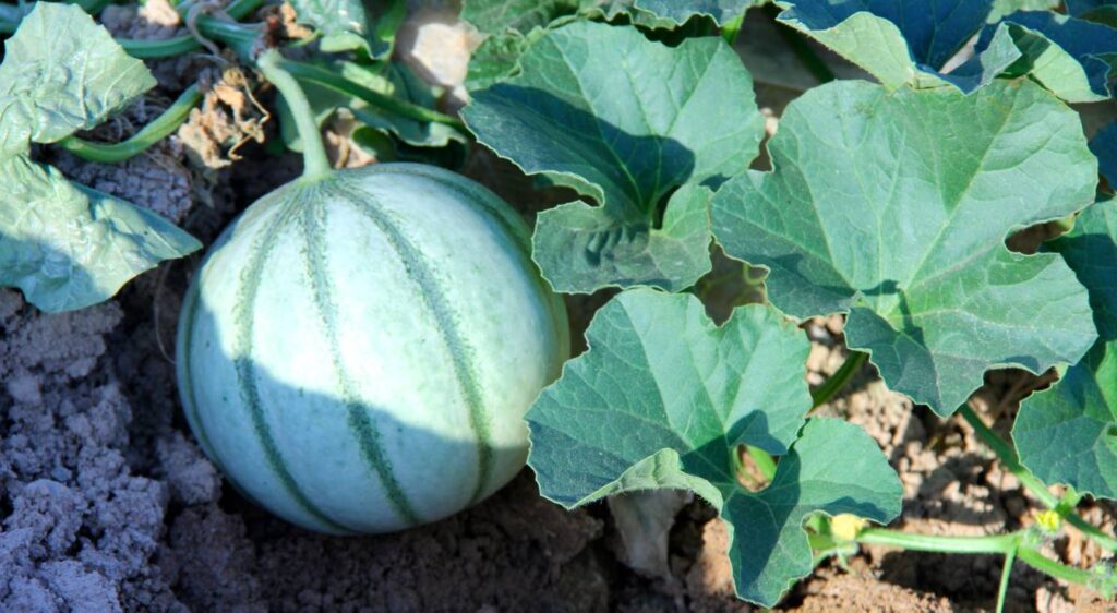 système racinaire du melon melon