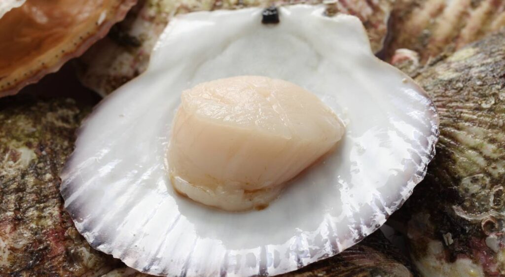 bienfaits noix de saint jacques